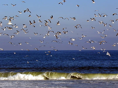 птицы, чайки, полет, океан, воды, небо, СОР