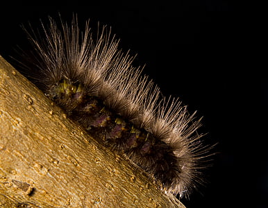 caterpillar, hairy, close