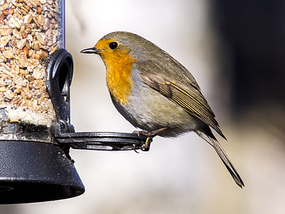 Robin, zpěvný pták, pták, Příroda, zvíře, zahradní pták