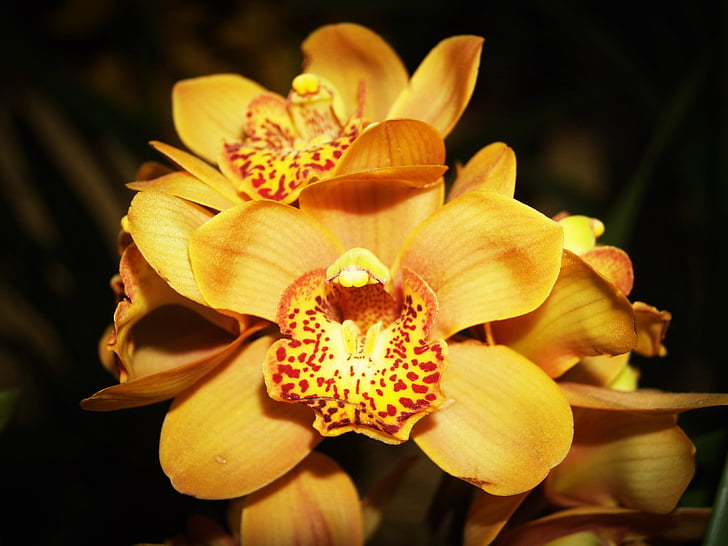 цветок, Орхидея, тропический, Белый, Грин, желтый, красный