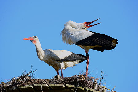 storks, balz, stork klappernder, stork couple, bird, stork, animal