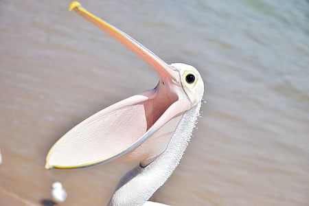 pelican, bird, sea, animal, wings, open beak, natural