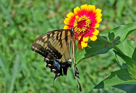 bướm phượng khan hiếm, bướm, động vật, bay, côn trùng, Sail phượng, quả lê-cây phượng