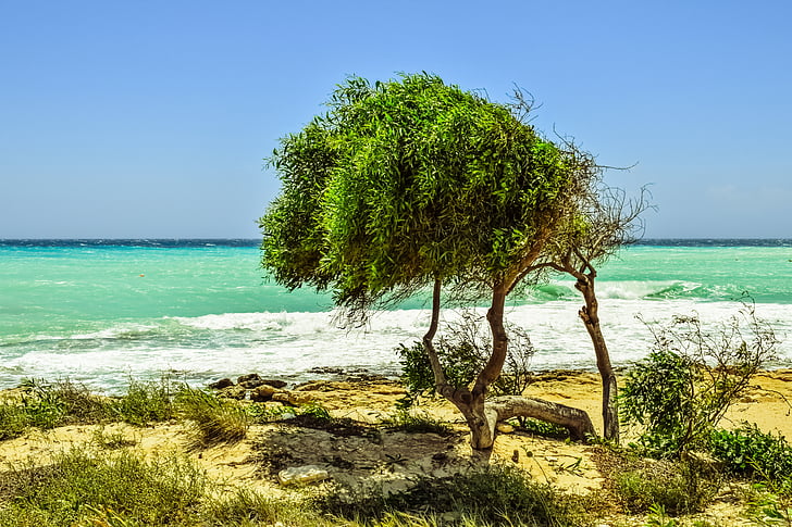 arbre, dunes, mer, plage, nature, paysage, horizon