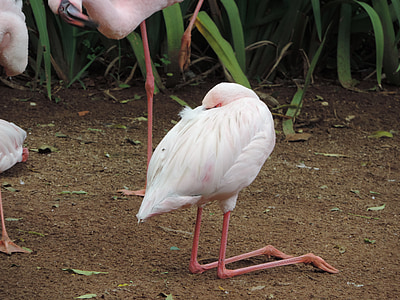 Flamingo, die Welt der Tiere, Vögel, Natur, Tier