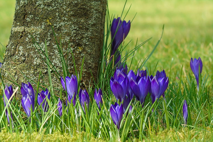 Krokus, Blau, Garten, Frühling, Blume, lila, Blumen