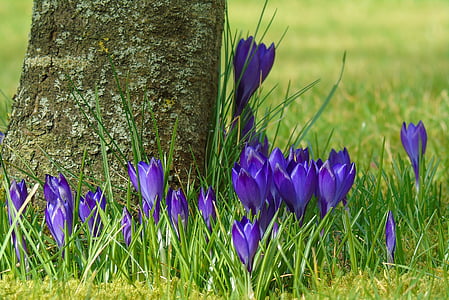 Crocus, azul, jardín, primavera, flor, púrpura, flores