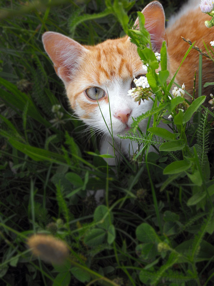 katė, katinas, paslėptas, žolės