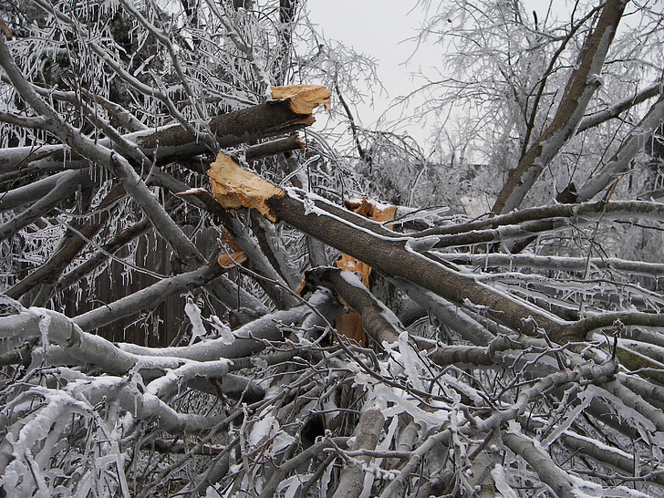 destruction de l’arbre, tempête de verglas, dommage, branches de glace, arbre, organique, Agriculture