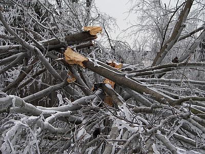 tree destruction, ice storm, damage, ice branches, tree, organic, agriculture