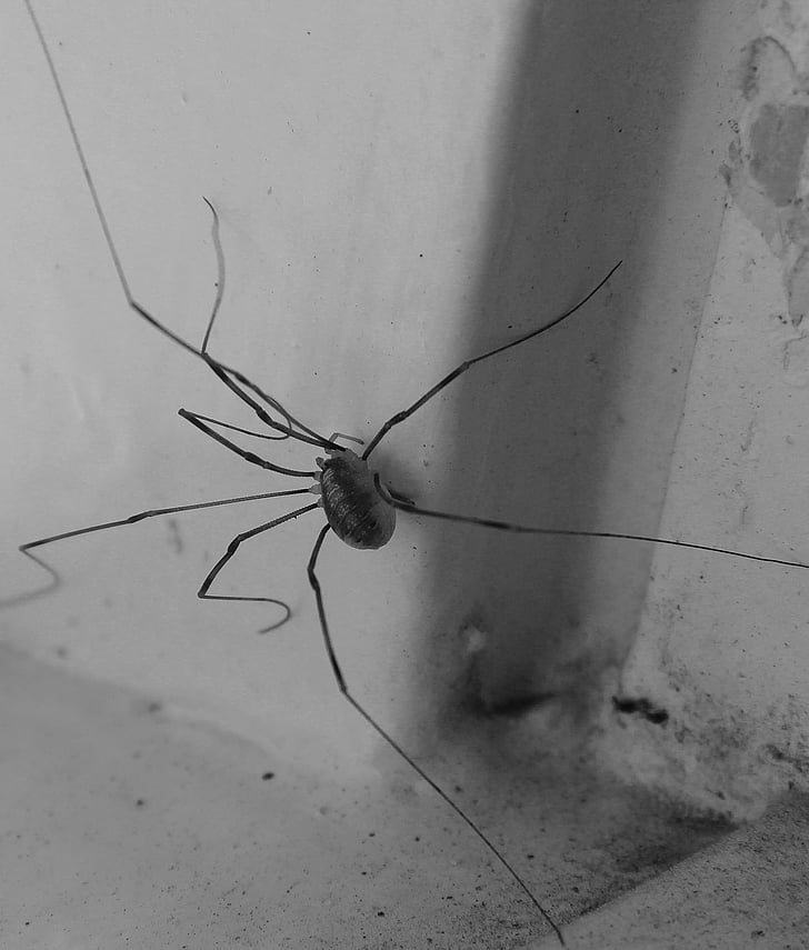 spider, lockespindel, arachnids, window, long legs, ben, slim legs