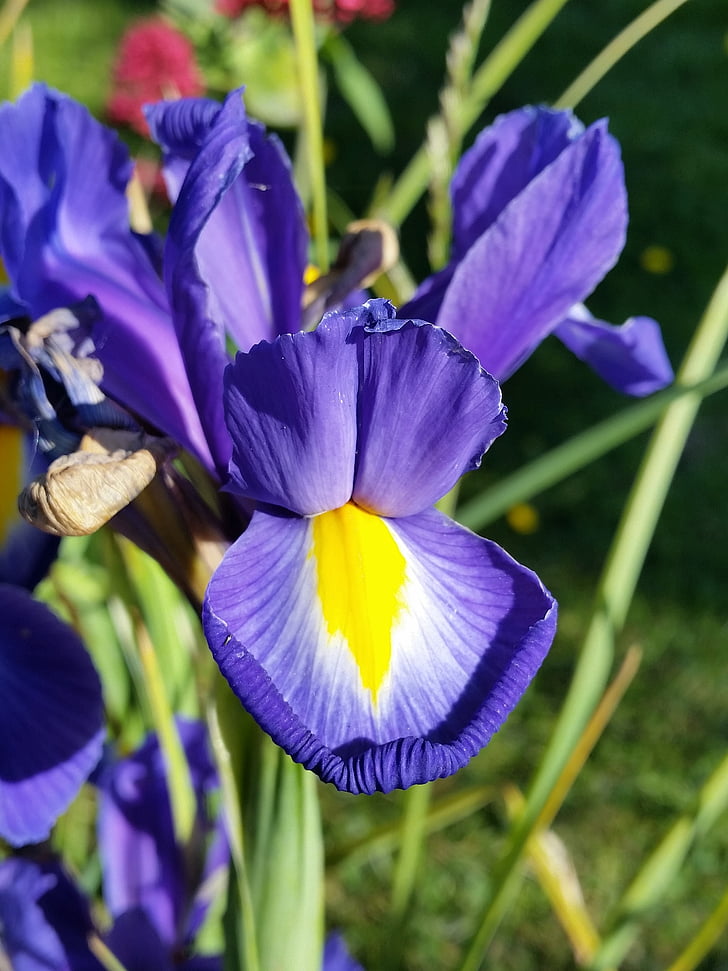 Iris, azul, flor, naturaleza, verano, vibrante, jardín