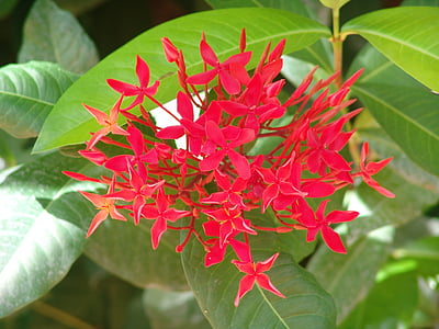 blommor, Tropical, färg, röd