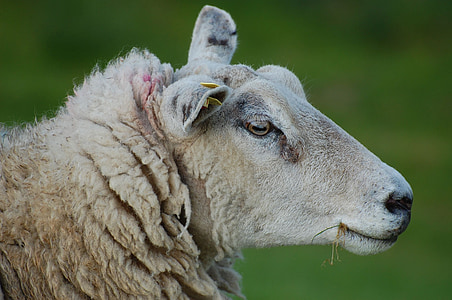 Schafe, Damm, Frühling, Mutter-Schaf