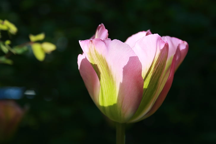 Tulipa, pétalas, -de-rosa, verde, colorido, Primavera, jardim