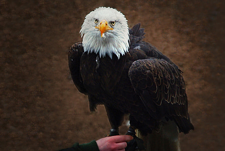 Àguila blanca cues, falconeria, Raptor, àguila calba, animal, tancar, projecte de llei