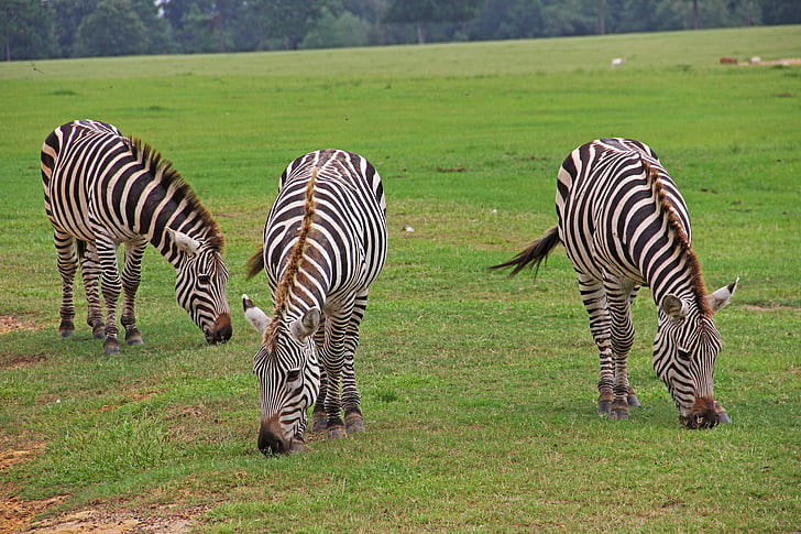 Zebras, stripete, striper, svart, hvit, beiter, beite