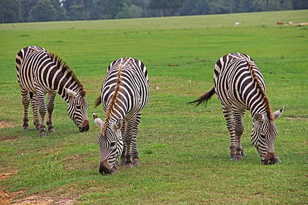 Zebras, stribet, striber, sort, hvid, græsser, græsning