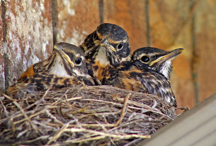 ptic, Baby robins, Robins, dojenčki v gnezdo, mlade ptice, mladi, srčkano
