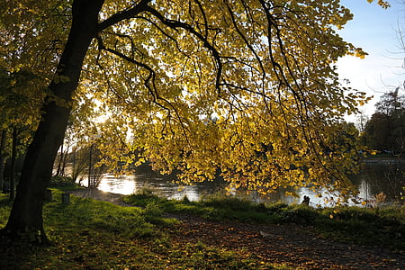 林德, 树, 秋天, 田园, 多瑙河, 河, 水