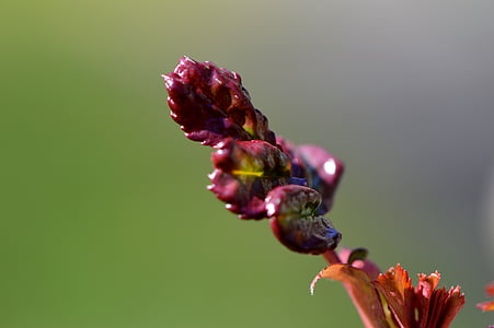 Bud, Blossom, Bloom, natura, pianta, chiudere, primavera