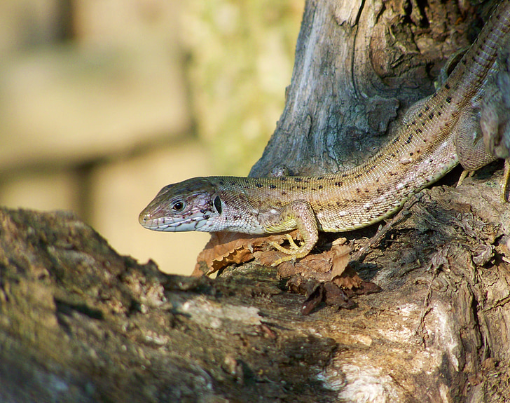 lizard, brown, reptile