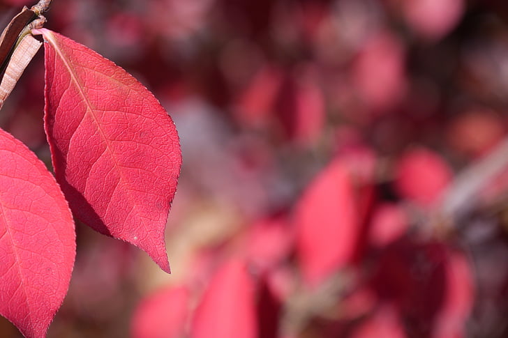 the leaves, autumn, autumn leaves, leaves, leaf, red maple leaf, nature