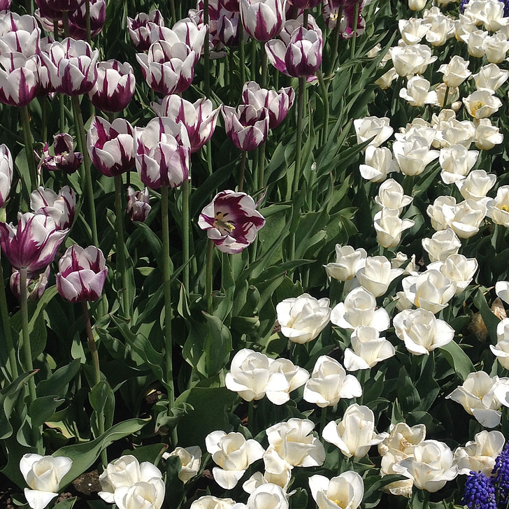 tulipes, jardin, nature, printemps, fleur, plante, Bloom