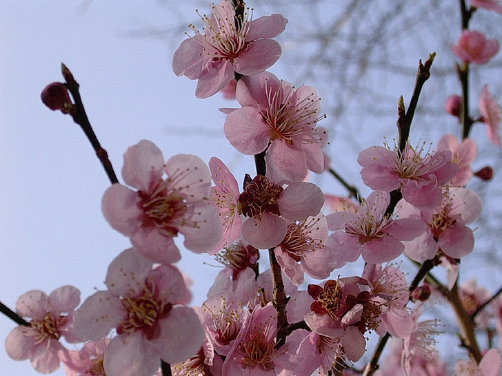 cerejeiras em flor, árvores, Primavera, -de-rosa, flor, floral, pétala