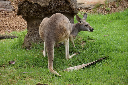 kangaroo, tree, green grass, animal, green, marsupial, national park