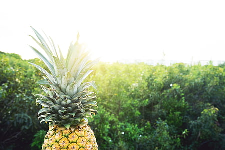 fruit, golden, mexico, pineapple, summer, summer vibes, summertime
