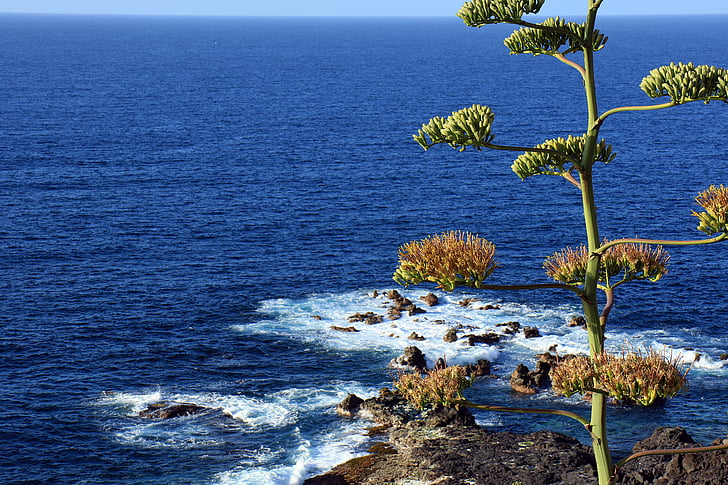 agave, agave flower, ocean, atlantic, tenerife, the coast, rocks