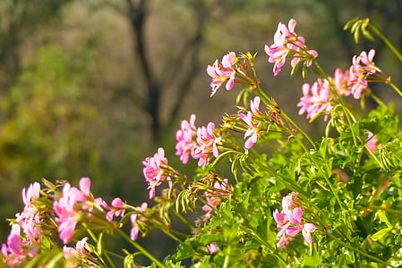 gerânios, flores, -de-rosa, jardim, flores da varanda