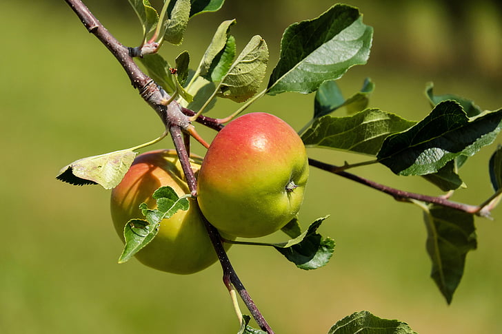 アップル, フルーツ, 果物, 緑赤, リンゴの木, 自然