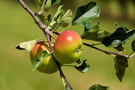 apple, fruit, fruits, red green, apple tree, nature