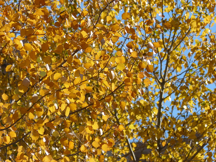 daun-daun Kuning, Poplar, populus alba, jatuh daun, musim gugur