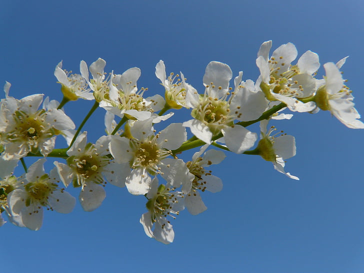 ciliegia di uccello comune, black cherry, albero, fiori, bianco, primavera, Bloom