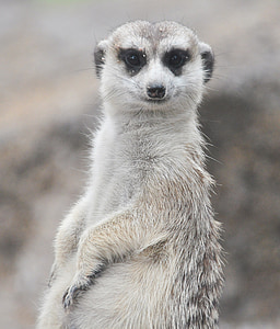 meerkat, 동물, 세로, 동물원, 모피, 사막의 동물, 동물