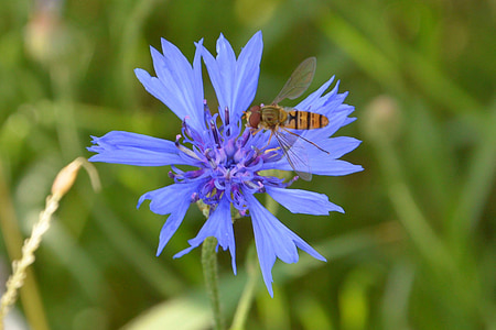 Aciano, azul, abeja silvestre, flor silvestre, flor, flor, floración