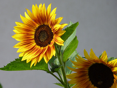 Sun flower, Latem, kwiat, roślina, żółty