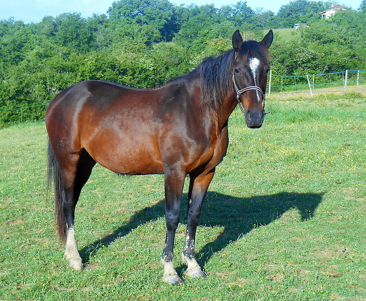 horse, breeding, breeding horses, horse breeding, broodmare, halter, equine