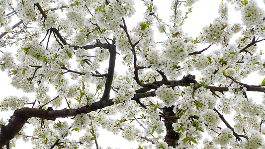 kirsebær, blomster, hvid, Cherry blossom, natur, haven, april