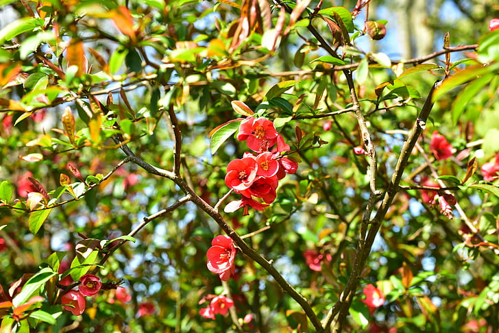 blossom, bloom, red flower, flower, spring, close