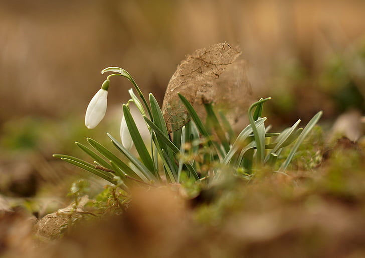 snowdrops, spring, flowers, snowdrop, white, nature, plants