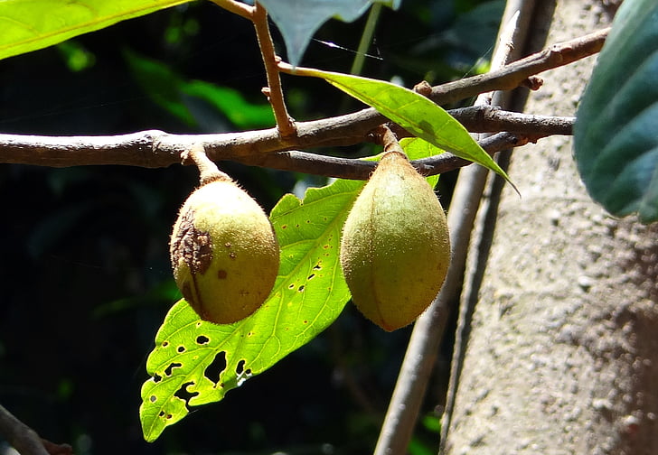 kathalekan dado di palude, albero, specie in pericolo critico, hedagalu, Semecarpus kathalekanensis, Anacardiaceae, Ghati occidentali