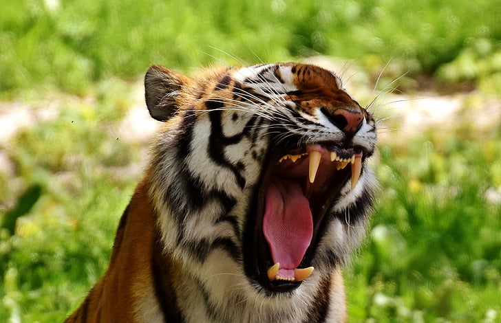 Tigre, predador, peles, linda, perigoso, gato, fotografia da vida selvagem