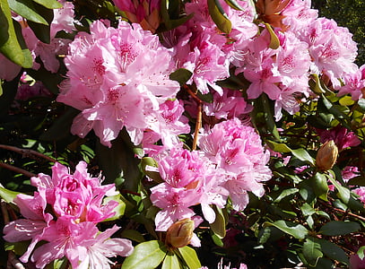 rhododendron, blossom, bloom, open, pink, garden, bud