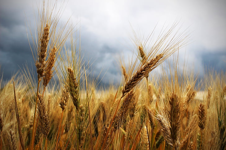 telinga, gandum, Badai Petir, langit kelam, kampanye, bidang, pertanian