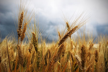 耳, 小麦, 雷雨, 陰鬱な空, キャンペーン, フィールド, 農業