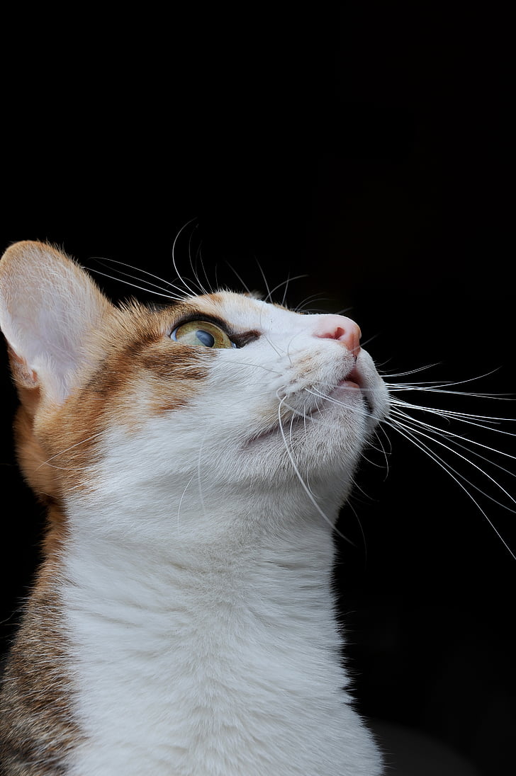 cat, pet, looked up, domestic cat, pets, domestic animals, one animal